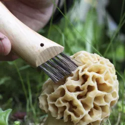 Couteau OPINEL à Champignons  N°8 manche hêtre, brosse sanglier