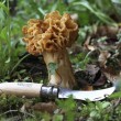 Couteau OPINEL à Champignons  N°8 manche hêtre, brosse sanglier