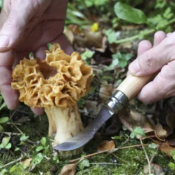Couteau OPINEL à Champignons  N°8 manche hêtre, brosse sanglier