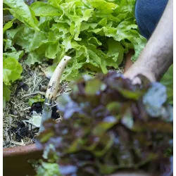 Couteau OPINEL de Jardin N°8 manche hêtre naturel, lame inoxydable