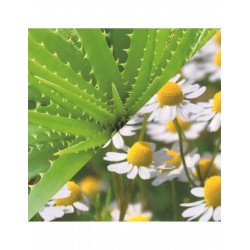 creme-de-rasage-pour-une-utilisation-avec-ou-sans-blaireau-100ml-plisson